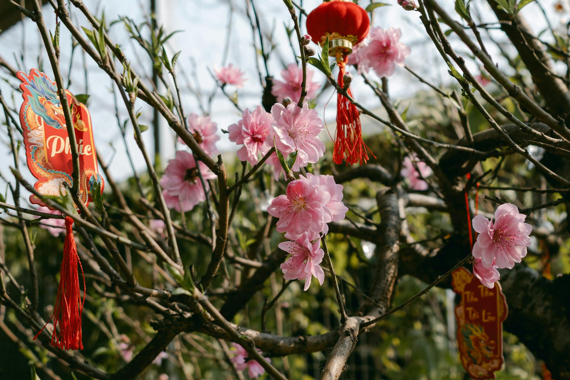 Hoa đ&agrave;o, hoa, Tết, Tết Nguy&ecirc;n Đ&aacute;n, peach blossom, flowers, Tet, Lunar New Year- Lylah To