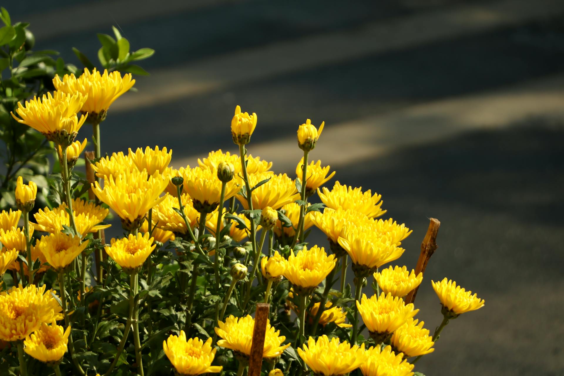 Hoa, m&agrave;u v&agrave;ng, hoa c&uacute;c, flower, yellow flower, daisy- Tuan Vy